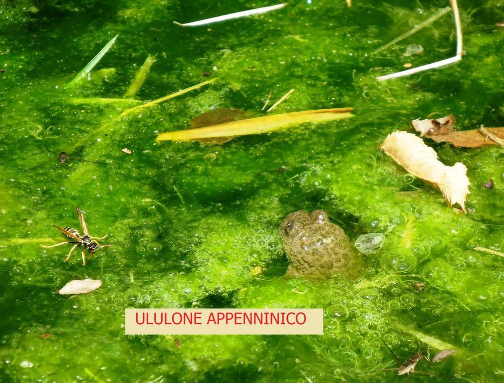 Agriturismo I Monti Di Salecchio ปาลาซซูโอโล ซุล เซนิโอ ภายนอก รูปภาพ